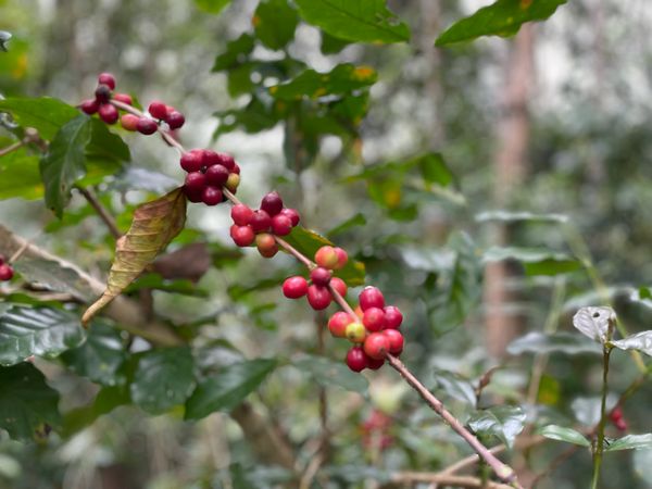 Doi Saket: A Renowned Source of High-Quality Specialty Coffee in Thailand