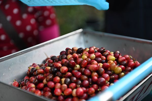 Most Common Way to Process Coffee: Dry, Honey and Wash