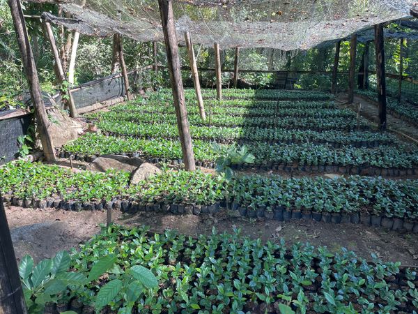 Growing Coffee in the Wild: A Guide to Producing High Quality Beans